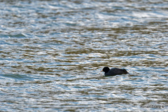 Fulica atra