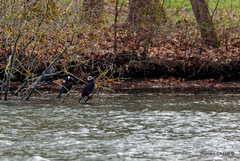 Phalacrocorax carbo