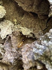 Nasutitermes corniger