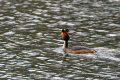 Podiceps cristatus