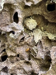 Nasutitermes corniger