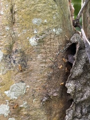 Nasutitermes corniger