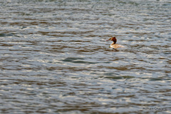 Podiceps cristatus