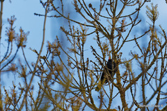 Turdus merula