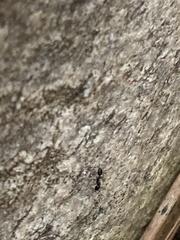 Monomorium minimum