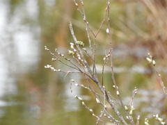Salix repens argentea