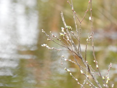 Salix repens argentea