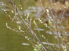 Salix repens argentea
