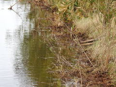 Salix repens argentea