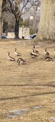 Branta canadensis