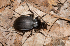 Carabus goryi