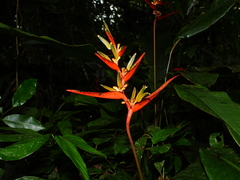 Heliconia acuminata