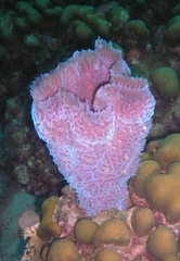 Callyspongia plicifera