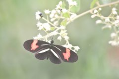 Heliconius erato