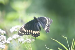 Papilio scamander
