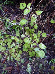 Vancouveria hexandra