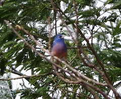 Passerina rositae