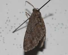 Iridopsis vellivolata