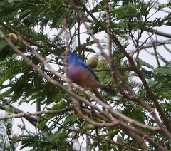 Passerina rositae