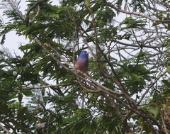 Passerina rositae