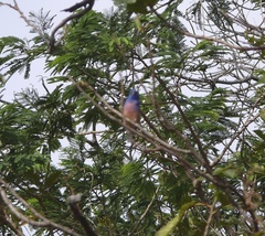 Passerina rositae