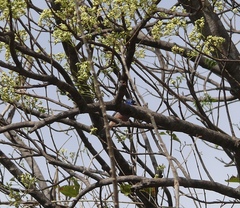 Passerina rositae