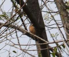 Passerina rositae