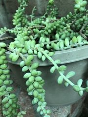 Sedum burrito