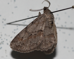 Iridopsis vellivolata