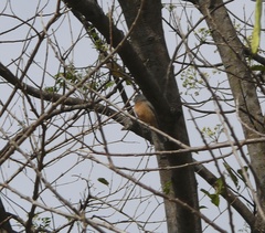 Passerina rositae