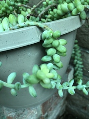 Sedum burrito