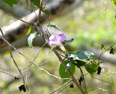Ipomoea mitchelliae