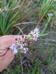 Chromolaena hirsuta