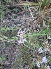 Chromolaena hirsuta