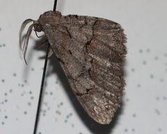 Iridopsis vellivolata