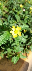 Sida acuta