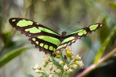 Philaethria wernickei