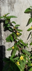 Sida acuta