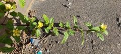 Sida acuta