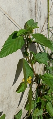 Sida acuta