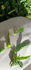 Sida acuta