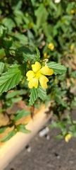 Sida acuta