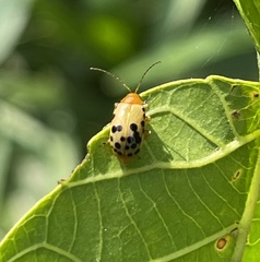 Candezea irregularis