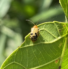 Candezea irregularis