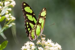 Philaethria wernickei