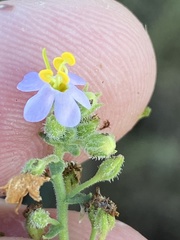 Chaenostoma campanulatum