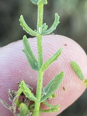 Chaenostoma campanulatum