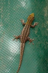 Lygodactylus picturatus