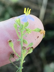 Chaenostoma campanulatum