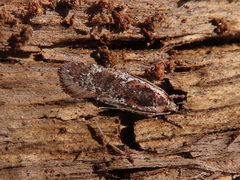 Agonopterix hypericella